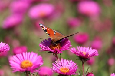 Pembe paskalya çiçekleri yaklaşıyor. Aster Dumosus ve bir kelebek.
