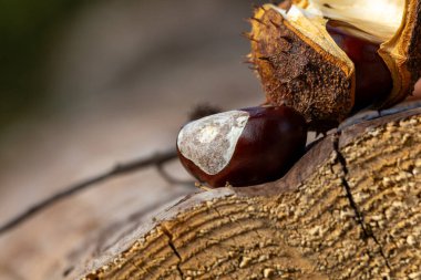 Kestaneler Sauerland 'da yuvarlak bir kütükte güzel bir sonbahar gününde