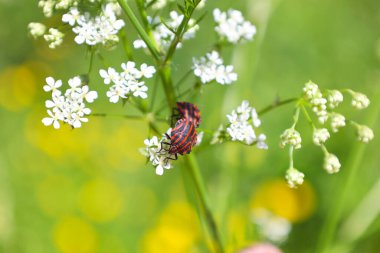 Avrupa Ozan Böceği ya da İtalyan Çizgili Kalkan Böceği (Graphosoma lineatum) bir çimen klozetine tırmanıyor