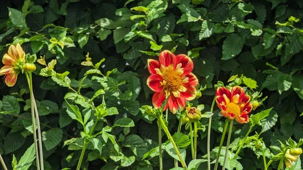 Red and yellow dahlia flowers in the garden with green leaves