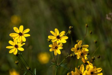 Yeşil çimenlerin üzerinde sarı çiçekler. Bahçedeki sarı çiçekler