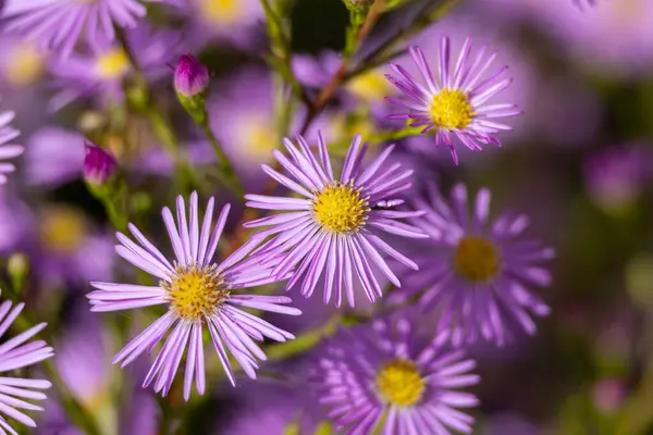 Close up of purple asters (Aster amellus)