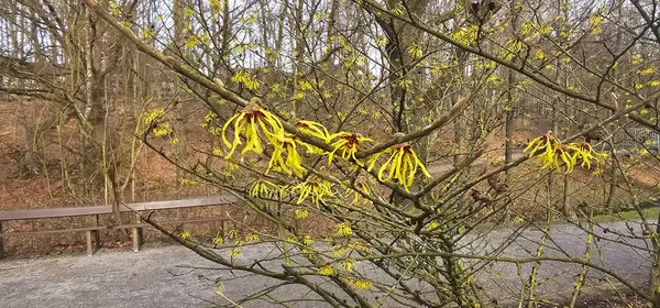 Çin cadı fındığı (Hamamelis mollis). Sarı kurdele şekilli çiçek kümeleri taşıyan çıplak dallar.