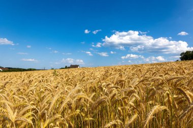 Altın buğday tarlası ve günbatımı gökyüzü, hasat mevsiminde tarım tahıl hasadı manzarası, panorama. Çiftçilik, tarım ve çiftçilik. Buğday tarlasıyla yaz manzarası