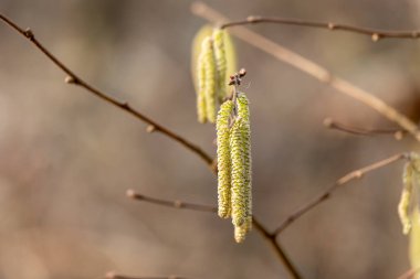 İlkbaharda ağaçta bir fındık kabuğu yakın.
