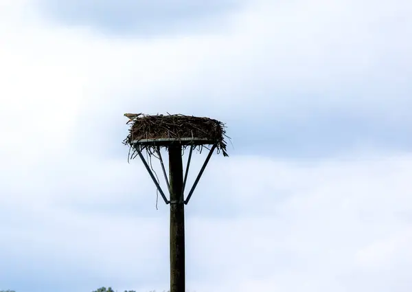 Bulutlu gökyüzüne karşı sokak lambası direğinde leylek yuvası.