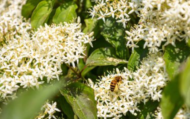 Cornus sanginea - çiçekli ve yapraklı kırmızı köpek bitkisi. Küçük beyaz çiçekleri olan Cornus Drummondii. Bahar bahçesinde çiçek açan Cornus çalısı tartışması.