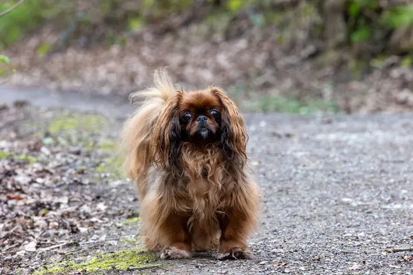 Pekingese dog on a walk in the park. Shallow depth of field