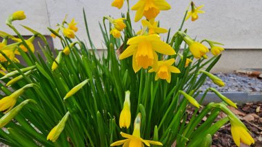 Bahçede yetişen sarı nergisler. İlkbahar