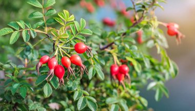 Köpek gülü meyveleri (Rosa canina) doğada. kırmızı gül kalçalar çalılar üzerinde bulanık arka plan