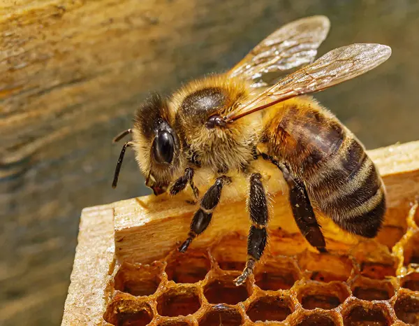 Bir arı bal peteğinde