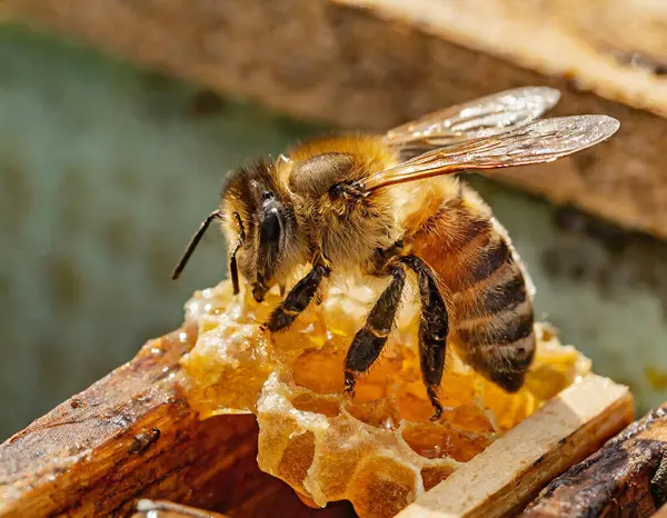 Bir arı bal peteğinde