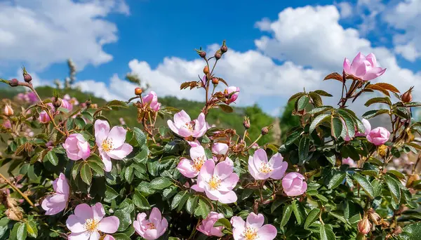 Rosa Damascena, Damask gülü olarak bilinir. Pembe, yağ taşıyan, çiçek açan, yaprak döken çalı bitkisi. Güllerin Balesi.