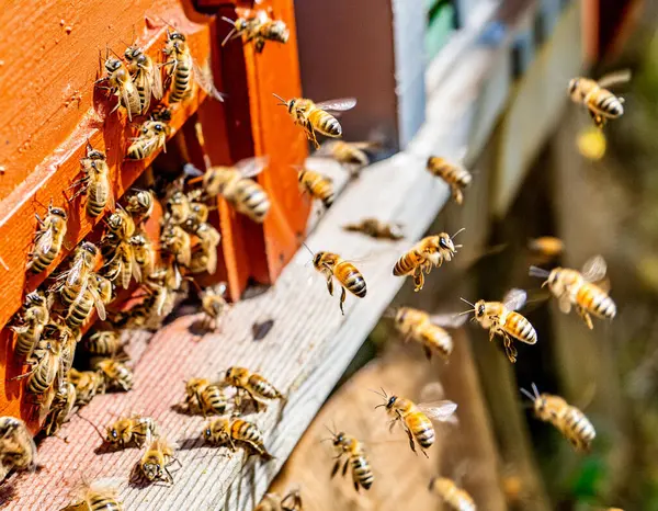 Arı sürüleri kovan girişinde yoğun nüfuslu bir bal arısı sürüsü, bahar havasında uçuyorlar.