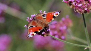 Avrupa Tavuskuşu Kelebeği (Aglais io, Inachis io) Buddleia ile beslenir