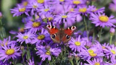 Avrupa Tavuskuşu Kelebeği (Aglais io, Inachis io) Buddleia ile beslenir