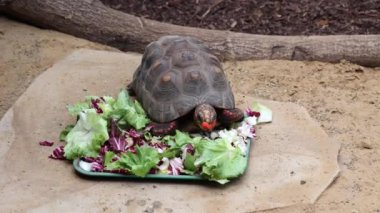 Kırmızı bacaklı kaplumbağa salata büfesinin tadını çıkarıyor.