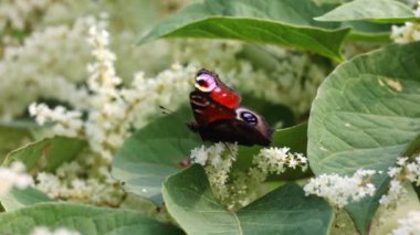 Avrupa Tavuskuşu Kelebeği (Aglais io, Inachis io) Buddleia ile beslenir