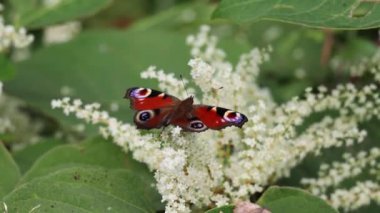 Avrupa Tavuskuşu Kelebeği (Aglais io, Inachis io) Buddleia ile beslenir