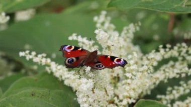 Avrupa Tavuskuşu Kelebeği (Aglais io, Inachis io) Buddleia ile beslenir