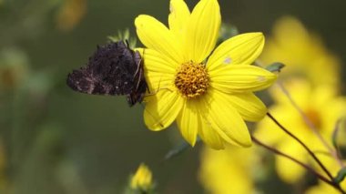 Tavus kuşu kelebeği sarı çiçekte: Renkli tavus kuşu kelebeği
