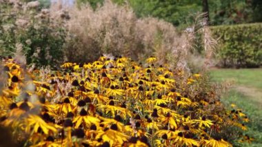 Sauerland 'de Arılarla dolu bir bahçe.