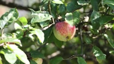 Elma ağacında kırmızı yanaklı olgun bir elma