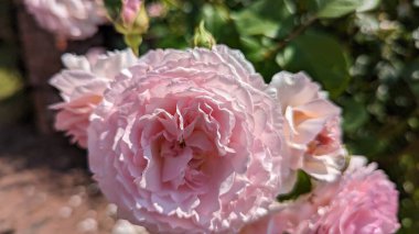 Bahçede güzel pembe bir gül, yakın çekim manzarası.