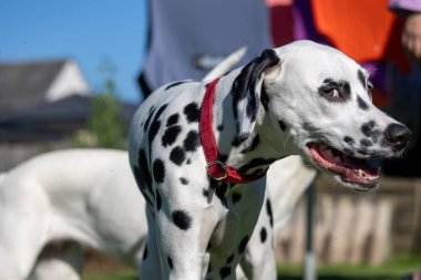 Yaz aylarında açık havada Dalmaçya köpeği