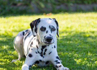 Siyah beyaz bir köpek çimlerin üzerinde yatıyor.