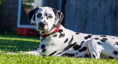 Yaz aylarında açık havada Dalmaçya köpeği