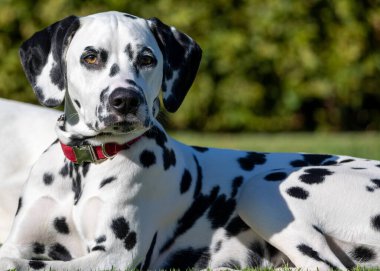 Siyah beyaz bir köpek çimlerin üzerinde yatıyor.