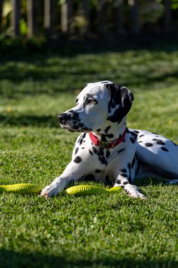 Yaz aylarında açık havada Dalmaçya köpeği