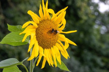 Beautiful yellow sunflowers swaying in wind in Sauerland clipart