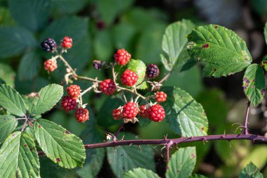 Olgun böğürtlenlerden (Rubus fruticosus) oluşan bir çalı. Kırmızı ve mor renklerle süslenmişler.