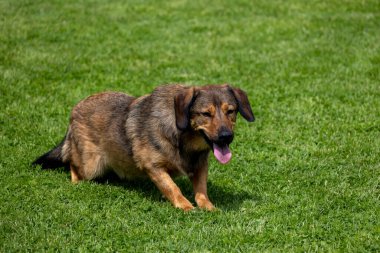 Kahverengi ve beyaz bir köpek yeşil bir arazide duruyor.