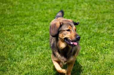 Kahverengi ve beyaz bir köpek yeşil bir arazide duruyor.