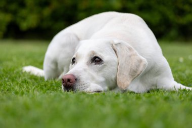 Beyaz bir Labrador çimlerin üzerinde yatıyor.
