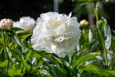 Bahçedeki beyaz şakayık çiçeği. Peony, Peeonia familyasından bir bitki türü..
