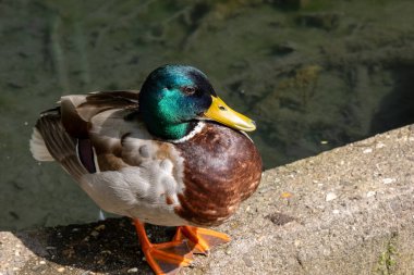 Wild duck mallards swim on a pond in Sauerland clipart