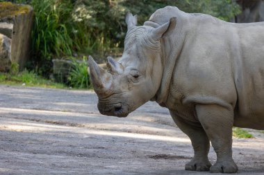 Hayvanat bahçesindeki bir gergedanın yakınına.