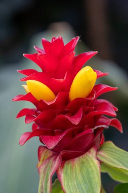 Red and yellow flower of ginger (Siam Tulip), Thailand. clipart