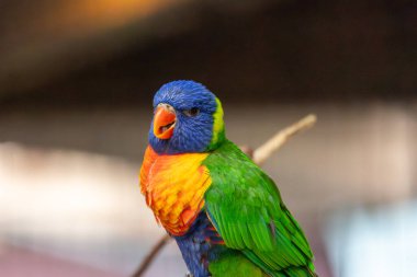 Renkli bir papağan bir dala tünemiş.