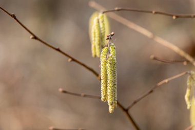 İlkbaharda ağaçta bir fındık kabuğu yakın.
