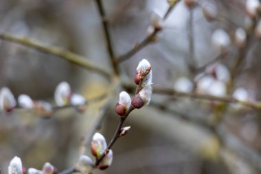 Willow branches with fluffy catkins close-up outdoors. The symbol of Easter and Palm Sunday. Fluffy silver-pink pussy willow earrings