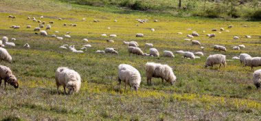 Tarlada otlayan bir koyun sürüsü.