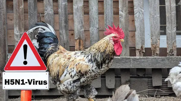 Tavuğa yakın çekim, H5N1 kümes hayvanı konsepti, kuş gribi tehdidi ve kümes hayvanları arasında hastalık.