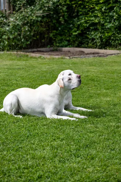 Beyaz bir Labrador çimlerin üzerinde yatıyor.