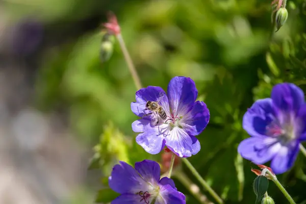 Bulanık yeşil arka planda çiçek açan mavi / mor bir sardunyanın (Geranium pratense) yakın çekimi. Seçici odak
