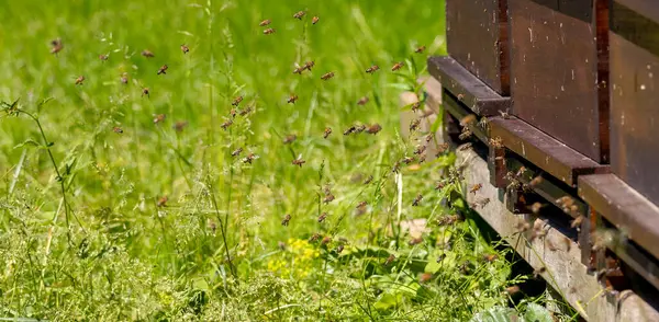 Kovan girişindeki arı sürüleri yoğun bir bal arısı sürüsü.